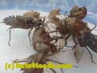 /home//u458753944/public_html/sourcegallery//Insects and small critters/silliness/P1050006.JPG